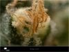 Dinafem - Orange Juice - Pistils and Trichomes.jpg