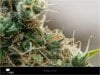 Dinafem - Orange Juice - Pistils and Trichomes 1.jpg