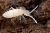 Springtail.jpg