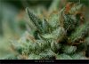 Dinafem - Gorilla CBD - Trichomes And Pistils.jpg