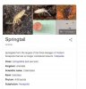 springtail.JPG