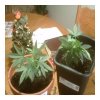 MYSTIC GREEN BUD AND LITTLE BUD SATIVA SO HOT1.JPG