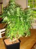 20 Weeks Old (5 weeks flowering) (2).jpg