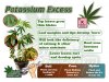 potassium-excess-in-a-cannabis-plant.jpg