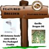 AntennaSeeds-GorillaDragonOG.jpg