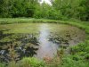 algae-dying-on-pond_4057.jpg