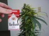 plant #3 (as wide as a cig pack).jpg