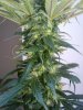 plant #4 (cola).jpg