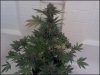 phreakygoat-albums-medical-grow-picture58156-bagseed-done.jpeg