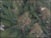 phreakygoat-albums-medical-grow-picture58155-close.jpeg