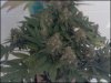 phreakygoat-albums-medical-grow-picture58154-plant.jpeg