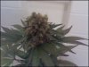 phreakygoat-albums-medical-grow-picture58153-topper.jpeg