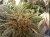 phreakygoat-albums-medical-grow-picture58157-396286169-1371974698-372091097-1242350107038.jpeg