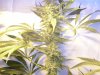 ssd jlp 91 week 7 flower 002.JPG