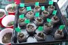 dopewear-albums-ghetto-veg-box-first-outdoor-grow-picture58266-dsc-2842.jpg