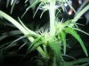 day 25 flowering 003.jpg