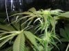 day 25 flowering 006.jpg