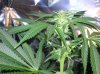 day 25 flowering 007.jpg