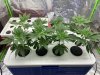 Boo clones Day 5 veg b.jpeg