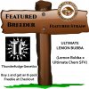 Thunderfudge Genetics - Ultimate Lemon Bubba.jpg