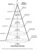 Light Intensity vs. Distance.jpg