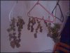 phreakygoat-albums-medical-grow-picture58537-dry1.jpeg