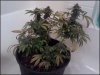 phreakygoat-albums-medical-grow-picture58539-lady-shiva-purple-kush.jpeg