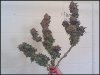 phreakygoat-albums-medical-grow-picture58540-lady-cut.jpeg