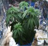 new grow 003.JPG