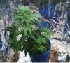 new grow 005.JPG