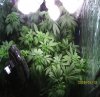 new grow 007.JPG