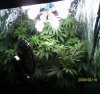 new grow 008.JPG