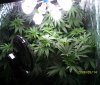 new grow 009.JPG