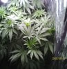 new grow 011.JPG