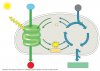 light reactions and calvin cycle overview.jpg