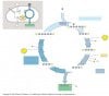 calvin cycle close up.jpg