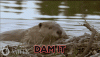 beaver dam.gif