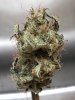 lavjack herer dry1.jpg