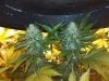 Widow Twins Day 54 Flowering.jpg