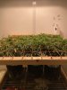 BOO scrog b.jpeg