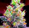 Rainbow-Kush-Feminized-Seeds.jpg