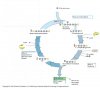 calvin cycle close up.jpg