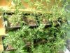 cbninjas-albums-first-grow-week-3-picture58661-journalweek3-013.jpg