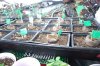 dopewear-albums-ghetto-veg-box-first-outdoor-grow-picture58707-dsc-2862.jpg