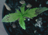 plant1.gif