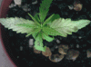 plant2.gif