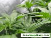 cannabis-leaves-tips-down.jpg