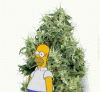 homer-bush-gif-16 (1).gif