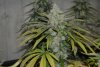 HSO - Amherst Sour Diesel.jpg