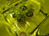 Grow_Tent_01_20200219130039.jpg